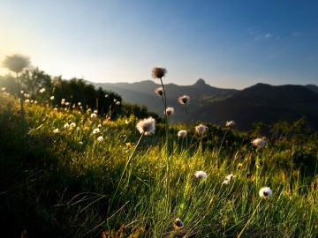 Blumenwiese auf der Damülser Mittagsspitze im Bregenzerwald
