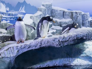 Pinguine im Sea Life Konstanz