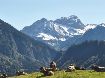 Bergkäserei in Schoppernau  im Bregenzerwald