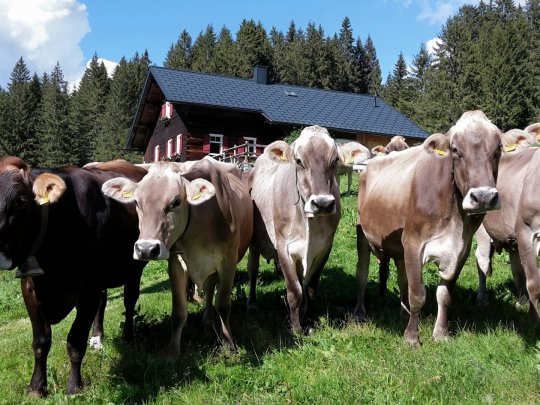 eine Gruppe von Kühen auf einer Weide