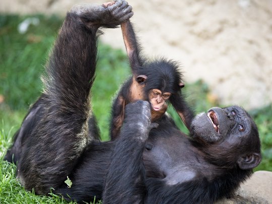 Schimpanse im Walter Zoo in Gossau